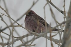 Carpodacus rhodochlamys