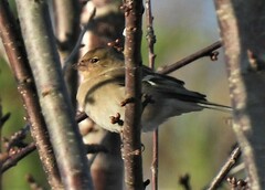 Fringilla coelebs