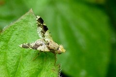 Tephritis formosa