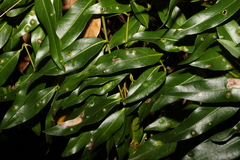 Cinnamomum oliveri