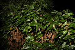 Cinnamomum oliveri