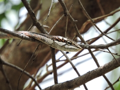 Thelotornis capensis