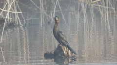 Microcarbo pygmaeus