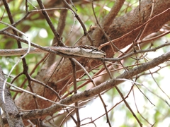 Thelotornis capensis