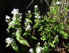 Gentianella microcalyx