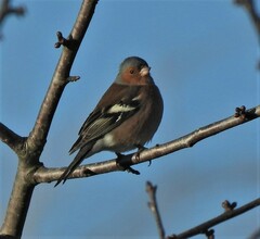 Fringilla coelebs