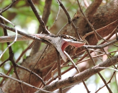 Thelotornis capensis