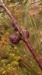 Hakea lissosperma