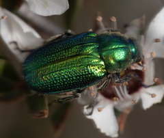 Diphucephala colaspidoides