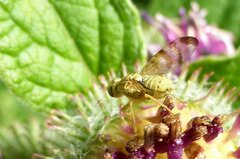 Terellia tussilaginis