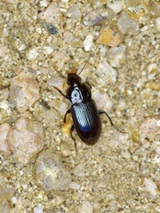 Aztecarpalus schaefferi