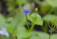 Lobelia alsinoides