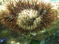 Acanthaster