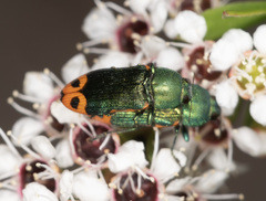 Castiarina ocelligera