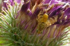 Terellia tussilaginis