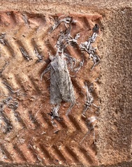 Lithophane ornitopus