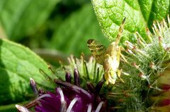 Terellia tussilaginis