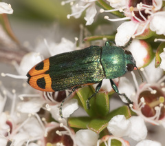 Castiarina ocelligera