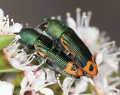 Castiarina ocelligera