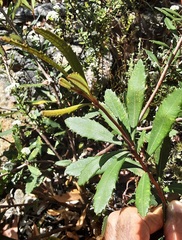Banksia penicillata