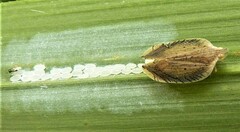 Lophops saccharicida