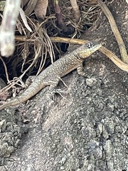 Tropidurus torquatus