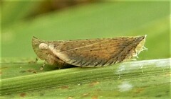 Lophops saccharicida