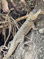 Tropidurus torquatus