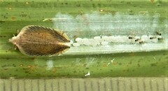 Lophops saccharicida