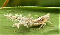 Lophops saccharicida