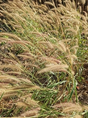 Cenchrus polystachios