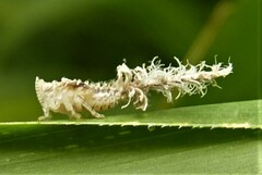 Lophops saccharicida