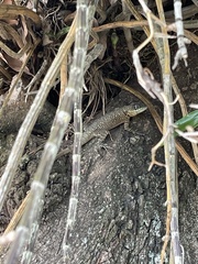 Tropidurus torquatus
