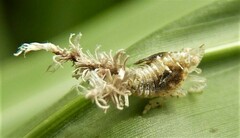 Lophops saccharicida