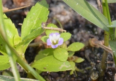 Torenia