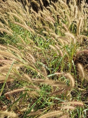 Cenchrus polystachios