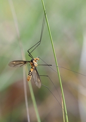 Leptotarsus clavatus