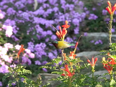 Aethopyga christinae