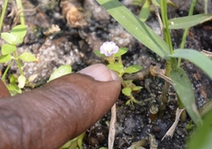 Torenia