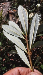 Banksia penicillata