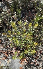 Banksia penicillata