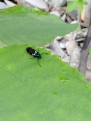 Callitettix versicolor