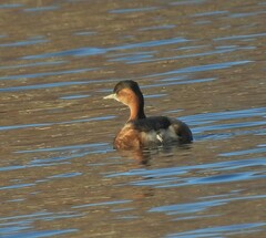 Tachybaptus ruficollis