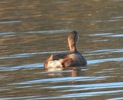 Tachybaptus ruficollis
