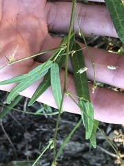 Desmodium tenuifolium