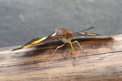 Doxocopa