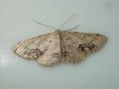 Idaea chotaria