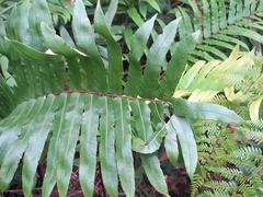 Blechnum camfieldii