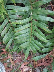 Blechnum camfieldii
