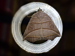 Gonelydna acutangula